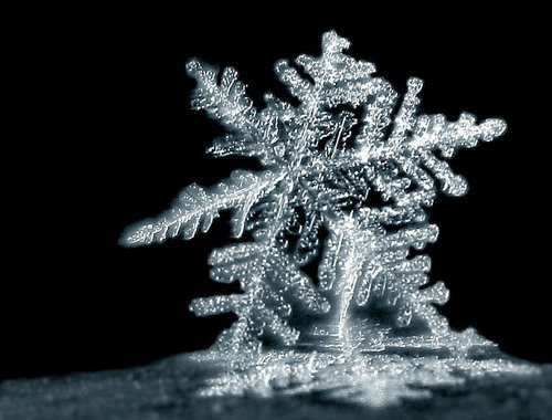 Incredible Examples of Snowflake Photography