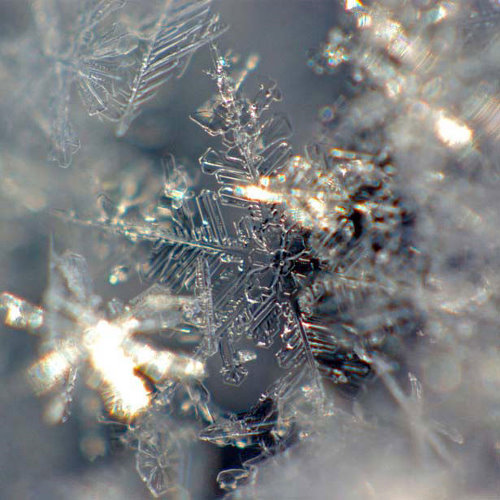 Incredible Examples of Snowflake Photography