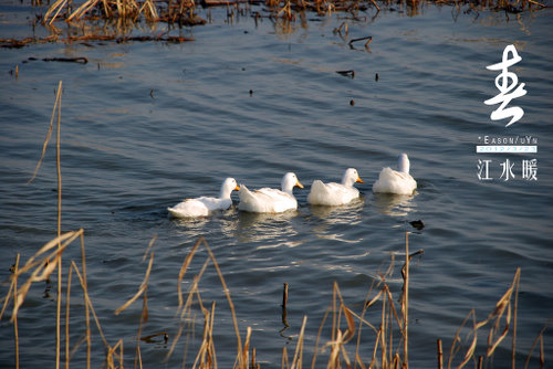 春江水暖@金坛  钱资荡