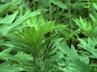 艾叶与不孕有何关系 艾叶治不孕的方法