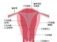 子宫内膜厚度多少正常，子宫内膜12mm的危害