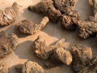 熟地黄对女性功效与作用，女人喝熟地黄的好处