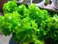 女人吃生菜有什么好处，女人吃生菜的功效与作用