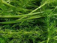茴香孕妇能吃吗，孕妇不小心吃了茴香可以吗
