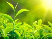 蒲公英和绿茶一起泡水有哪些功效