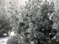 雪国