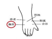 腕骨在哪个位置，腕骨的功效与作用