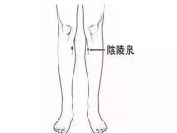 阴陵泉最笨找法，最笨找阴陵泉的方法是什么