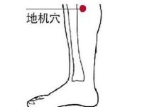 地机的定位和主治，地机的位置和功效