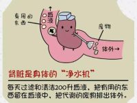 肾好才是硬道理 日常保护肾脏的方法