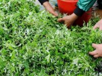艾叶的功效 中医大夫教你用艾叶和黑眼圈说拜拜