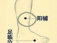 怎么找阳辅的准确位置，阳辅的作用及功能主治