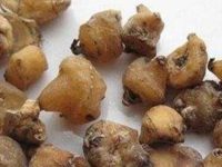 山慈菇的有毒吗，山慈菇的毒性