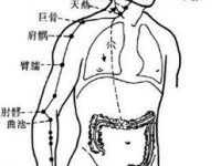 大肠经的准确位置图和作用，手阳明大肠经脉循行