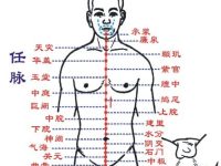任脉是什么意思，任脉的准确位置图和作用
