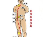 阴维脉循行路线，阴维脉的准确位置图及作用