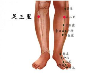 足三里的功效与主治,足三里的准确位置图片 足三里的功效与主治,足三里的准确位置图片