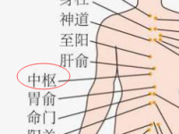 什么是中枢，中枢的准确位置图和作用