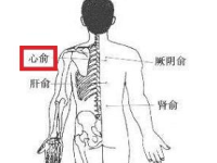 心俞的定位，心俞的准确位置图和作用
