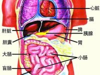 五脏六腑图：身体结构图五脏六腑