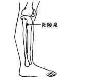 阳陵泉的简易找法，阳陵泉的准确位置图
