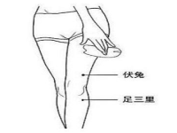 伏兔的简便定位方法，伏兔准确位置图和作用