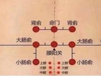 腰阳关的简易找法，腰阳关和命门隔了几寸