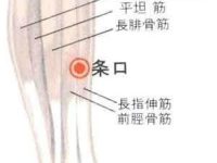 条口穴的最笨找法，条口的准确位置图和作用