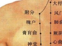 附分穴的最笨找法，附分的准确位置图和作用