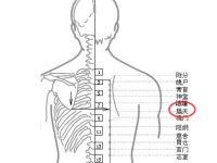 膈关疼痛是什么原因？膈关的准确位置图和作用