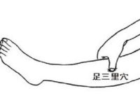 足三里的准确位置图女，足三里的按摩方法