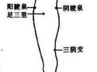 阳陵泉和足三里位置图和作用