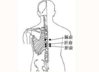 胆俞穴的简易找法，胆俞的准确位置图片和作用
