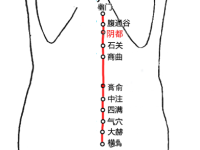 阴都穴的定位，阴都的准确位置和作用