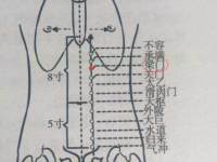 梁门穴的作用与功效，梁门的准确位置图