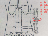 外陵穴的简易找法，外陵的准确位置图和作用