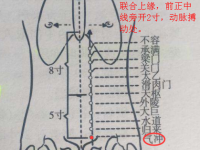 气冲穴怎么找？气冲的准确位置图和作用