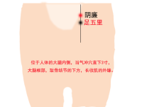足五里穴的简易找法，足五里的准确位置图和作用
