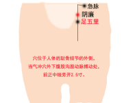 急脉穴的最笨找法，急脉的准确位置图和作用