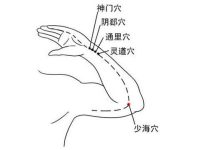 少海穴的定位和主治，少海的准确位置图和作用
