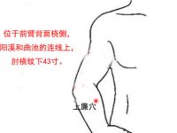 上廉穴的简易找法，上廉的准确位置图和作用