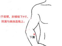 下廉穴的简易找法，下廉的准确位置图和作用