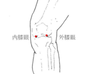 膝眼的最笨找法，膝眼穴的准确位置图