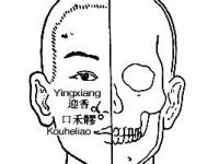迎香穴位位置图与作用