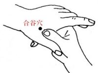 合谷穴位的作用，合谷穴的准确位置图