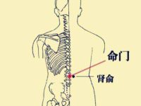 命门的功效和好处，命门的准确位置图