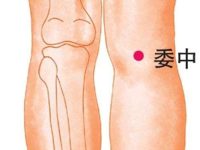 委中穴的作用，委中穴的准确位置图