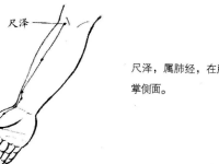 尺泽穴的作用与功效，尺泽的准确位置图片