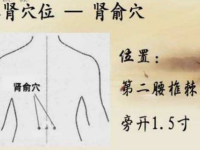 肾俞穴的作用，肾俞的准确位置图片