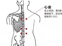 找心腧穴最笨方法，心腧的准确位置图与作用